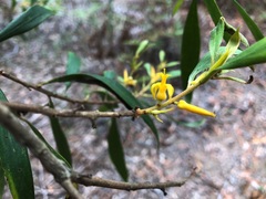 Persoonia adenantha
