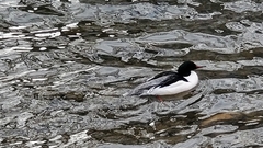 Mergus merganser