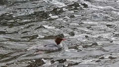 Mergus merganser