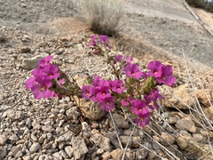 Diplacus deschutesensis