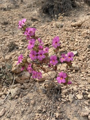 Diplacus deschutesensis