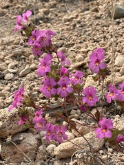 Diplacus deschutesensis