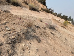 Diplacus deschutesensis