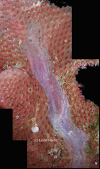 Eusyllis