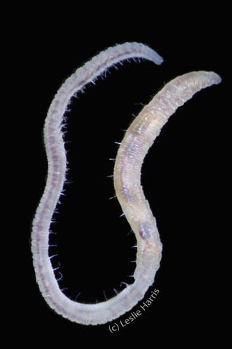 Representative image of Branchiomaldane