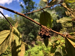 Seringia arborescens