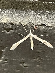 Platyptilia celidotus