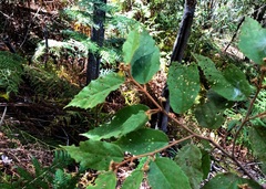 Seringia arborescens
