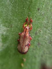 Acentroptera norrisii