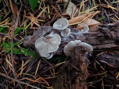 Entoloma byssisedum