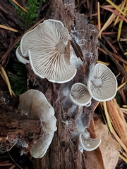 Entoloma byssisedum