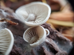 Entoloma byssisedum