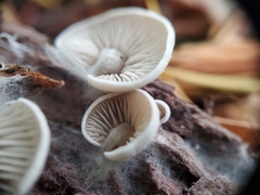Entoloma byssisedum