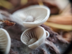 Entoloma byssisedum