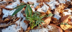 Helleborus foetidus