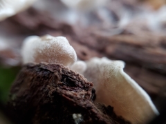 Entoloma byssisedum