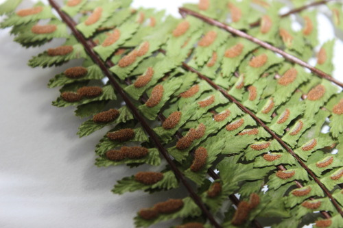 Asplenium monanthes