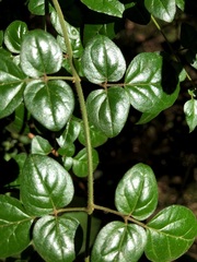 Jasminum singuliflorum