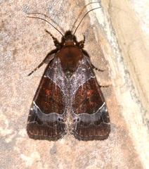 Hampsonodes mastoides