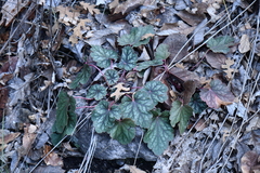 Heuchera glomerulata