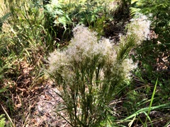 Schizachyrium microstachyum