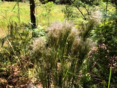 Schizachyrium microstachyum