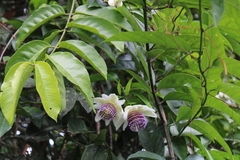 Passiflora riparia