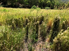 Schizachyrium microstachyum
