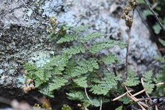 Myriopteris fendleri