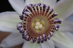 Passiflora riparia