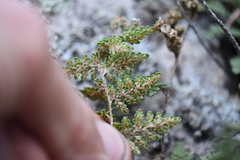 Myriopteris fendleri