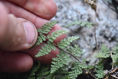 Myriopteris fendleri