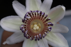 Passiflora riparia