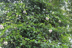 Passiflora riparia