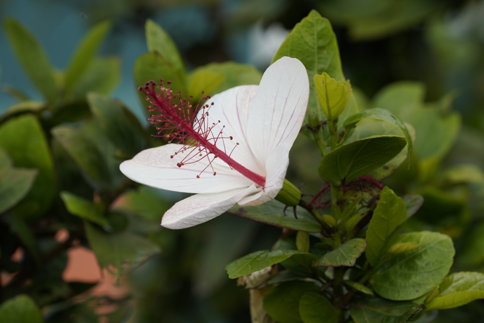Hibiscus arnottianus