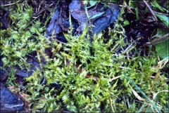 Acrocladium chlamydophyllum