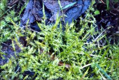 Acrocladium chlamydophyllum