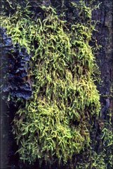 Acrocladium chlamydophyllum