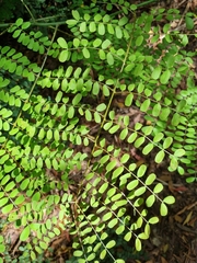 Mezoneuron brachycarpum