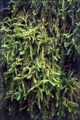 Acrocladium chlamydophyllum
