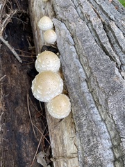 Hemipholiota