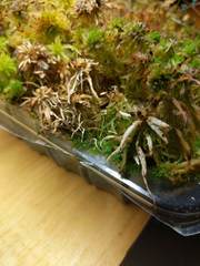 Odontoschisma fluitans