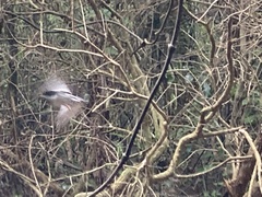 Petroica macrocephala