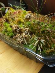 Odontoschisma fluitans