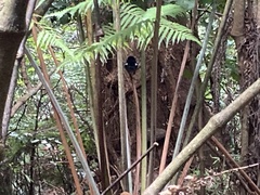 Petroica macrocephala