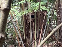 Petroica macrocephala