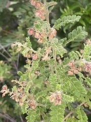 Dodonaea boroniifolia