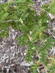 Dodonaea boroniifolia
