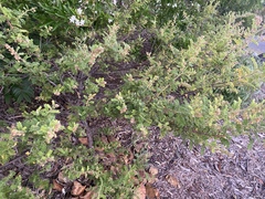 Dodonaea boroniifolia