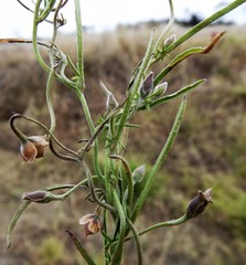 Convolvulus graminetinus